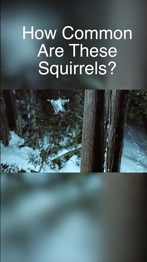 Flying Squirrels Are EVERYWHERE?!
