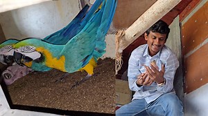 687K views · 17K reactions | Baby Macaw Parrot Taken Out Of Breeding Box. | Parrot Dipankar | Facebook