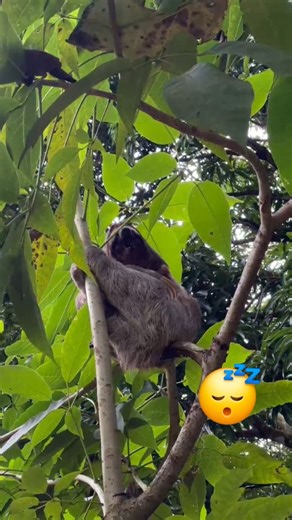 Sloths Relaxing in Trees: A Sleepy Adventure