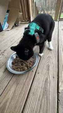 Feeding My KaTs Darwin’s Brand Dog Food 001