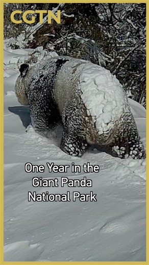 More than 600 infrared cameras have been operating all year across the Chengdu area of Giant Panda National Park. Running day and night, they captured tens of thousands of moments – from giant pandas to the many other species sharing this landscape. As 2025 draws to a close, we take a look at the year as seen in the wild, and a glimpse into the park's remarkable biodiversity. #2025inReview #pandas #cgtnreel | CGTN