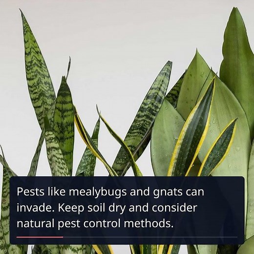 Conquer 7 Common Snake Plant Problems with Expert Tips