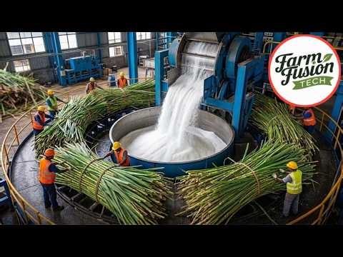 Harvesting Sugarcane to Producing White Sugar | Full Industrial Process