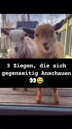 Work Life Challenge | Work Memes | Relatable Memes on Instagram: "👀 du Ziege!!! #meme #comedy #humor #memes Wusstest du dass Baby Ziegen mit Akzenten meckern? Es ist tatsächlich wahr: Forscher haben herausgefunden, dass junge Ziegen (Zicklein) ihre Rufe an ihre soziale Gruppe anpassen. Wenn sie mit anderen Zicklein aufwachsen, entwickeln sie einen ähnlichen „Dialekt“, um sich innerhalb ihrer Herde besser verständigen zu können. Hier sind noch ein paar weitere faszinierende Fakten über Baby-Zieg