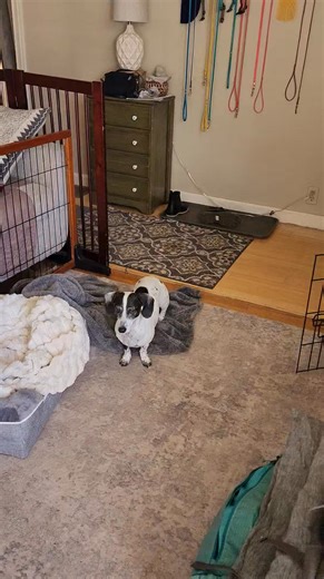 Back home! Dewey is scared of our hardwood floors 😢 It's funny because he was fine with the linoleum at my Dad's house. | YouDidWhatWithYourWeiner.com