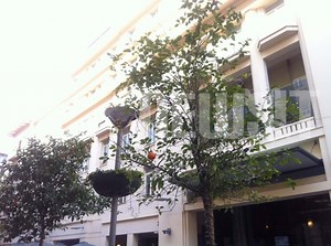 Εξαφανίστηκαν τα νεράτζια από το κέντρο της Αθήνας ενόψει 25ης Μαρτίου!
