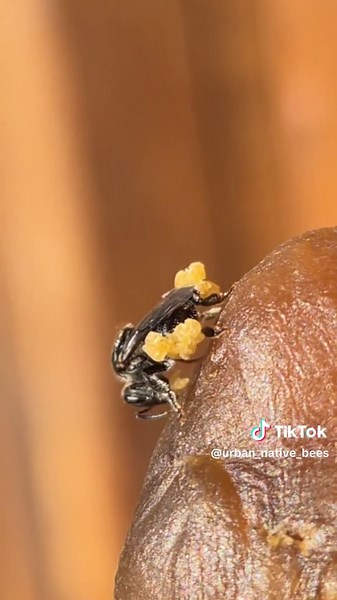 Courageous Bees in Cold Weather: A Beekeeper's Tale