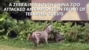 A zebra in a south China zoo attacked an employee in front of terrified guests. | New York Post