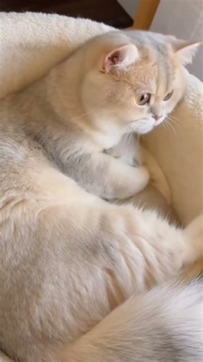 Protective Mama Cat Holding Her Kitten in Her Lap #cat #lovelycat #kittencuddles #catshorts