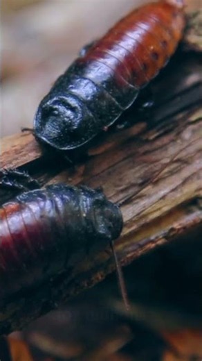 Don't Do This If You See a Cockroach