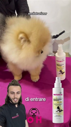 How to Brush and Bathe a Pomeranian? A Complete Routine with the Right Products #solaroh #grooming