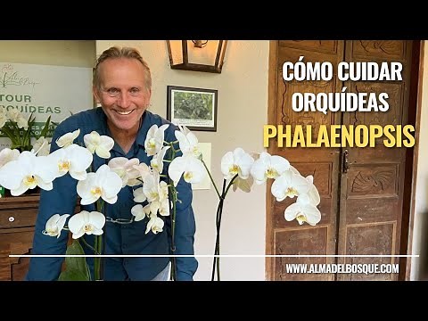 How to care for my Phalaenopsis orchid