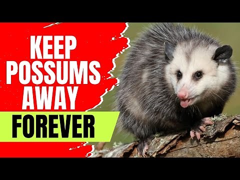 What Is The Fastest Way To Get Rid Of Possums? (Humane Ways)