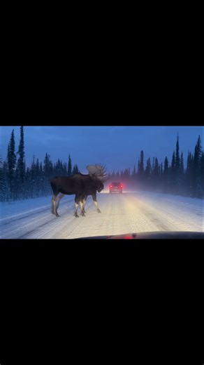 Insane Scale: Giant Moose Towers Over SUV on Snowy Road.