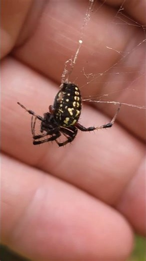 Orb-weaver spider
