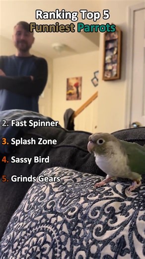 Ranking Top 5 Funiest Parrots Clips Part 4 #ranking #viral #funny #cute #fyp #memes #pets