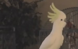 Watch: Can a cockatoo choreograph its own dance?