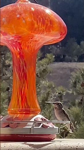 Hummingbirds spiritually symbolize joy, resilience, and the sweetness of life #hummingbird #wildlife