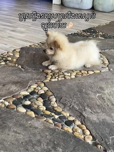 Mini dog🥹🫶🏻