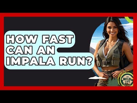How Fast Can An Impala Run? - The Wild Life Explorer