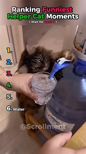Ranking Funniest Helper Cat Moments