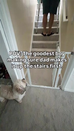 A Heartwarming Bond: Pixel's Gentle Behavior After Injury