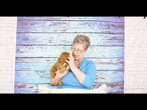 Labradoodle Puppy Allocation Video