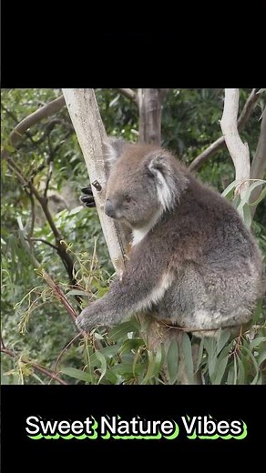 Koala Bear: The Cuddly Icon of Australia | One minute Facts