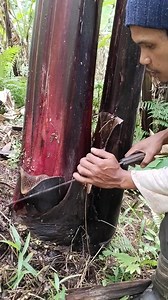 Labit tirada | Jomar Awanon