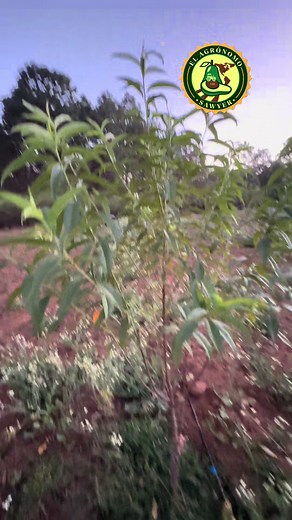 Formación de Árboles de Durazno: Primera Poda Efectiva