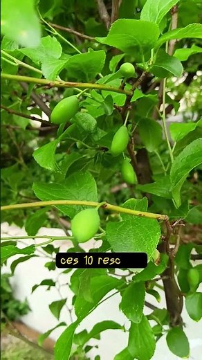 Prunier Quetsche : comment booster votre récolte de prunes ? 🍏 #jardinage #potager #lejardinfacile
