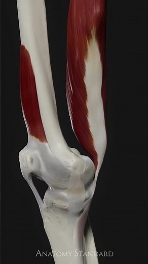 Capsule of the Knee #anatomystandard #anatomy #3danatomy #knee #knees #kneepain