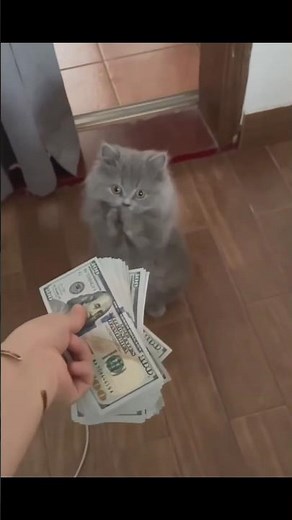 "When Cats Fall in Love with Cash 💸🐱"