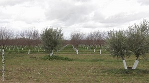 planting almond trees with white and pink flowers in a plantation
