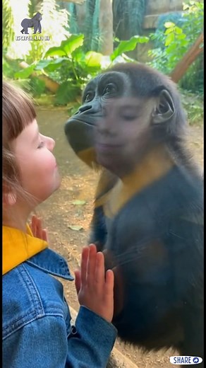 AdorableLove, The Nose-Press Challenge👑🦍👶 #fblifestyle #GorillaLife #PureLove | Gorilla III