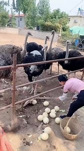 12K views · 58 reactions | Daily African Animals on Reels | Facebook