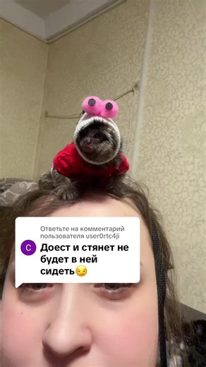 Ответ пользователю @user0rtc4ji #marmoset #monkey #обезьяна #marmosetmonkey #рекомендации