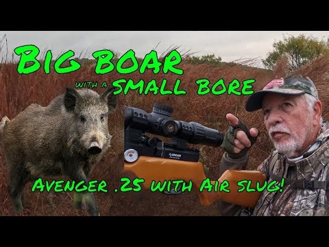 I go after Big boar with the .25 caliber Avenger PCP air rifle and NSA 29 grain slug!