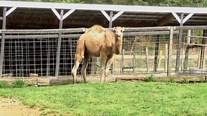 6.6K views · 330 reactions | What better way to celebrate Hump Day than to introduce our new camel? This little buddy and Alfred became instant friends, and he's just as sweet as he can be. All we need now is a name! We are deciding between "Rex" and "Lawrence" (from Lawrence of Arabia). What do you think? | Smoky Mountain Deer Farm and Exotic Petting Zoo & Deer Farm Riding Stables | Facebook
