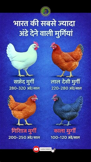 भारत की सबसे ज़्यादा अंडे देने वाली मुर्गियां 🐔🥚| Top Egg Laying Chickens in India | Poultry Farming