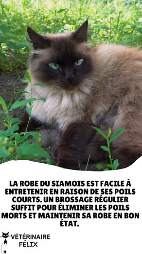1K views | Les chats siamois, une élégance envoûtante et une...