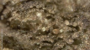 Colony soil mites of Acaridae family under a microscope. saprophages feed on rotten organic debris, mold. There are types of pests that damage flower bulbs and grains.