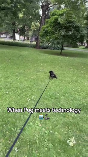 Basky_the_pug on TikTok