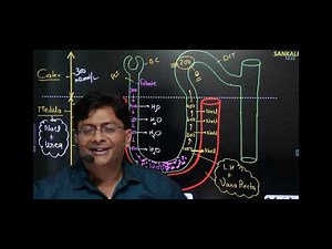 counter current mechanism by md sir human excratery system