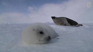 2.9K views · 69 reactions | For harp seal pups and their mothers, the...