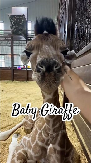 Baby giraffe #fyp #youtubeshorts #cute #animals #giraffe