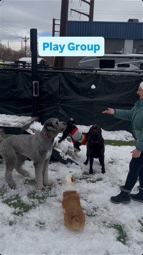 Pavlov Dog Training on Instagram: "Happy Friday from Pavlov! We hope you’re having as much fun in the snow as we are. ❄️🐾 #pavlovdogtraining #boardandtrain #denverdogtraining #balanceddogtraining #dogtraining"