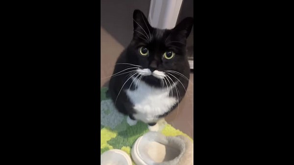 Mustache cat greets the world with style