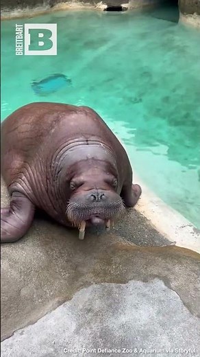Have You Heard the Call of the Walrus?? Zookeepers Show Off Trained Animals