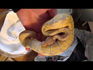 Bz Reptiles - Banana Ball Pythons and Jigsaw Ball Python unboxing